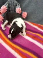 Full AKC Zina F 3, a female Shetland Sheepdog for sale in Cullowhee, NC – 1 of 10