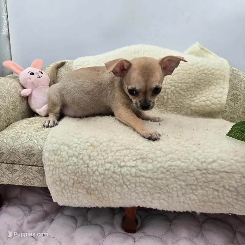 Caroline F1 AKC  – Chihuahua puppy for sale in Cullowhee, NC