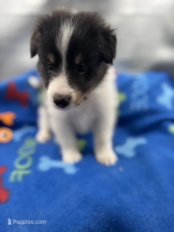 Full AKC Zina M 5 – Shetland Sheepdog puppy for sale in Cullowhee, NC
