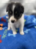 Full AKC Zina M 5, a male Shetland Sheepdog for sale in Cullowhee, NC – 1 of 10