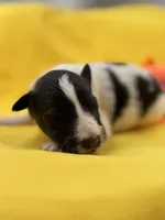 Lucy’s male full AKC color head , a male Shetland Sheepdog for sale in Cullowhee, NC – 10 of 10