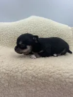 Caroline F1 AKC , a female Chihuahua for sale in Cullowhee, NC – 9 of 10