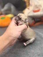 Panda Female 2 full AKC , a female Chihuahua for sale in Cullowhee, NC – 6 of 10