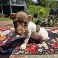 Cupcake chocolate male, a male Toy Fox Terrier for sale in Cullowhee, NC – 2 of 10