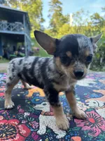 Ravens male full AKC , a male Chihuahua for sale in Cullowhee, NC – 10 of 10