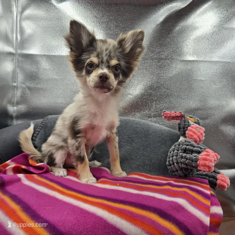 River male full AKC  – Chihuahua puppy for sale in Cullowhee, NC