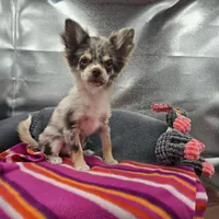 River male full AKC , a male Chihuahua for sale in Cullowhee, NC – 1 of 10