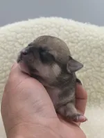 Full AKC Summer Male 1, a male Chihuahua for sale in Cullowhee, NC – 9 of 10