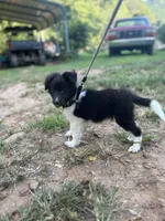 Lucy male black and white full AKC , a male Shetland Sheepdog for sale in Cullowhee, NC – 2 of 10