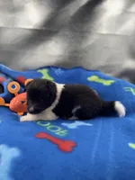 Lucy male black and white full AKC , a male Shetland Sheepdog for sale in Cullowhee, NC – 6 of 10