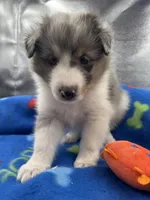 Full AKC Zina M 1, a male Shetland Sheepdog for sale in Cullowhee, NC – 10 of 10
