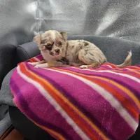 Chocolate Merle Rain full  AKC , a female Chihuahua for sale in Cullowhee, NC – 3 of 10