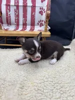 Freyas chocolate male full AKC , a male Chihuahua for sale in Cullowhee, NC – 5 of 10