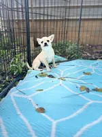 Full AKC Summer Male 1, a male Chihuahua for sale in Cullowhee, NC – 7 of 9