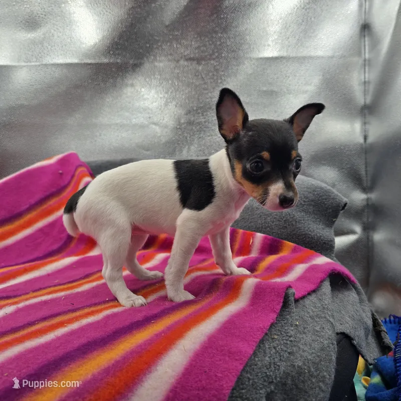 Tesla # 1 Full Akc – Toy Fox Terrier puppy for sale in Cullowhee, NC