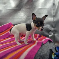 Tesla # 1 Full Akc, a female Toy Fox Terrier for sale in Cullowhee, NC – 1 of 10