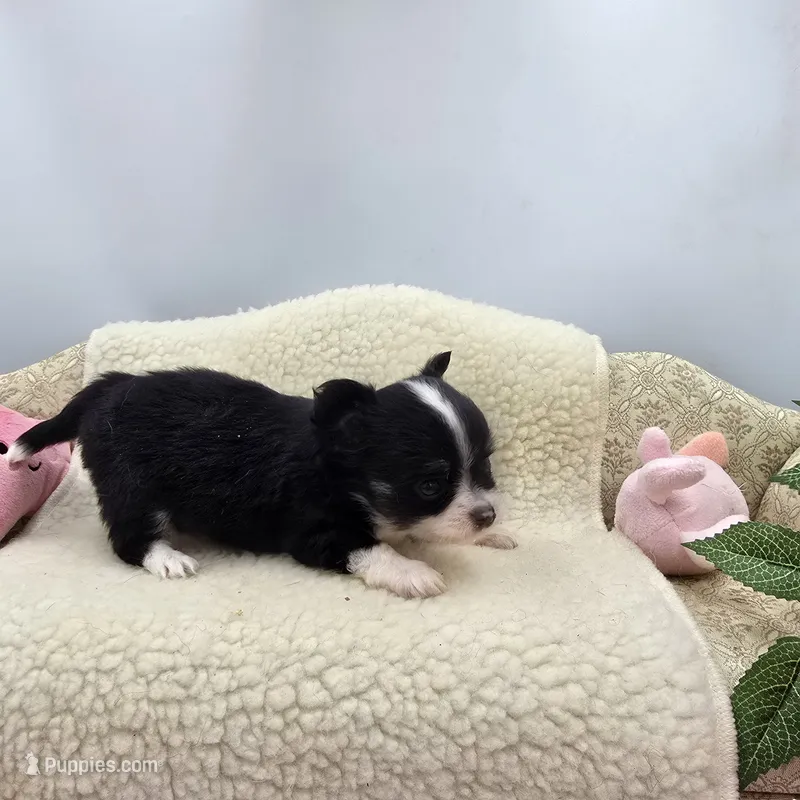Full AKC Jack Male  – Chihuahua puppy for sale in Cullowhee, NC
