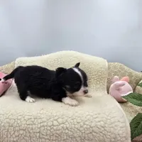 Full AKC Jack Male , a male Chihuahua for sale in Cullowhee, NC – 1 of 10