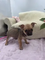 Full AKC Summer Male 2, a male Chihuahua for sale in Cullowhee, NC – 5 of 10