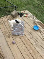 No papers Mini's Male # 1, a male Toy Fox Terrier for sale in Cullowhee, NC – 5 of 10