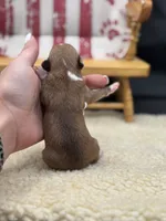 Fawn sable female full AKC, a female Chihuahua for sale in Cullowhee, NC – 7 of 10