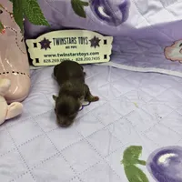 Full Akc Dixie's Chocolate male, a male Chihuahua for sale in Cullowhee, NC – 9 of 10