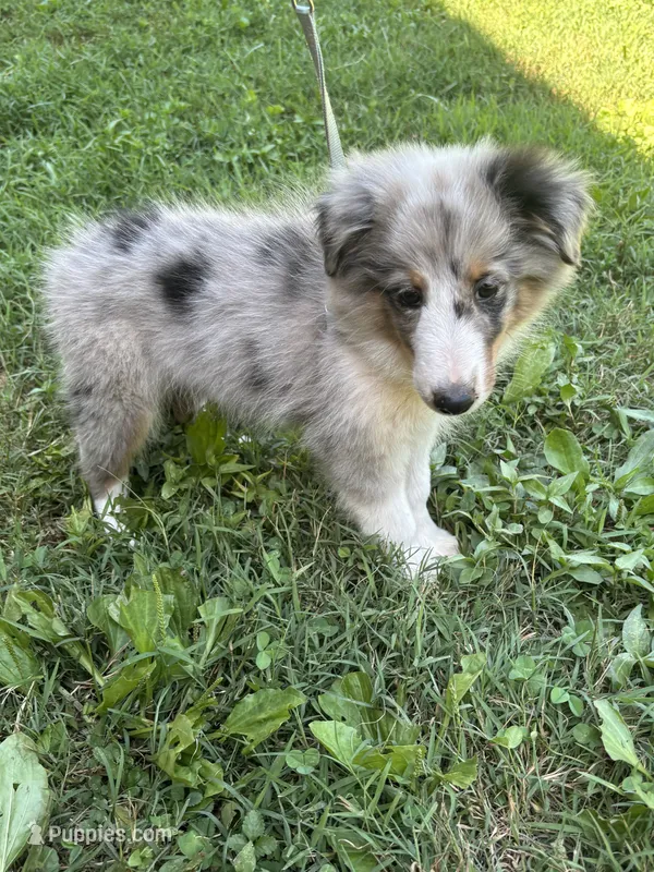 Full AKC Zina M 1 – Shetland Sheepdog puppy for sale in Cullowhee, NC