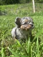 JDs Blue Merle LC Full AKC , a female Chihuahua for sale in Cullowhee, NC – 4 of 10