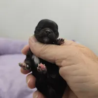 Full Akc Juliette Female # 3, a female Chihuahua for sale in Cullowhee, NC – Photo 3 of 8