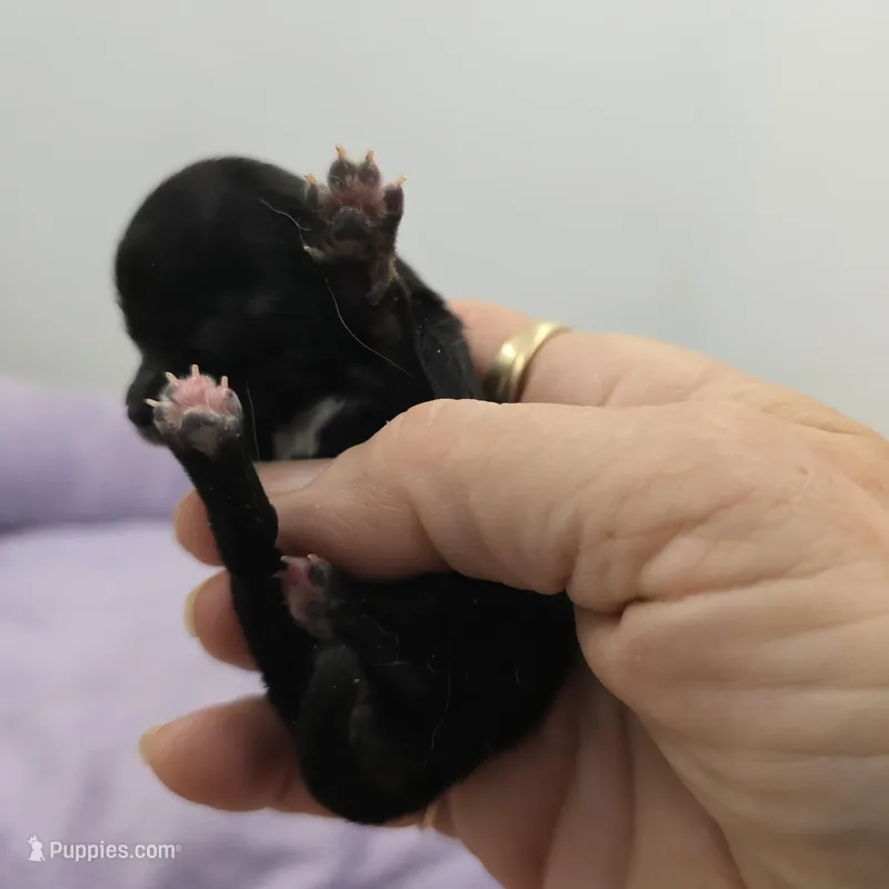 Full Akc Juliette Female # 3 – Chihuahua puppy for sale in Cullowhee, NC