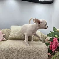 Full AKC Joey hidden merle male, a male Chihuahua for sale in Cullowhee, NC – 10 of 10