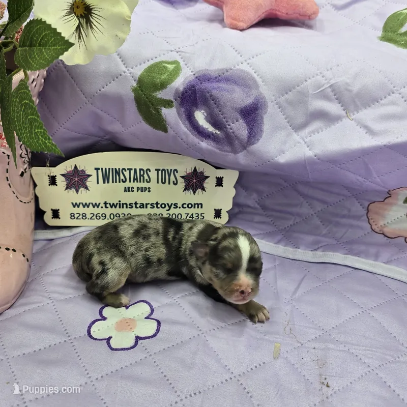 Full Akc Charlotte Blue merle female – Chihuahua puppy for sale in Cullowhee, NC