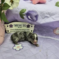 Full Akc Charlotte Blue merle female, a female Chihuahua for sale in Cullowhee, NC – 1 of 10