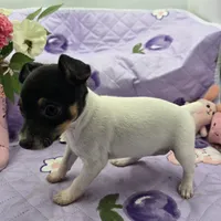 Minnie's sweet girl full Akc, a female Toy Fox Terrier for sale in Cullowhee, NC – 3 of 8