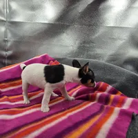Tesla # 1 Full Akc, a female Toy Fox Terrier for sale in Cullowhee, NC – 7 of 10
