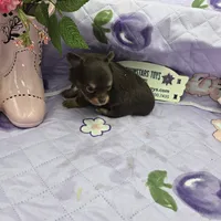 Full Akc Dixie chocolate and tan long coat, a male Chihuahua for sale in Cullowhee, NC – 7 of 10
