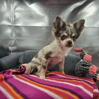 River male full AKC , a male Chihuahua for sale in Cullowhee, NC – 6 of 10