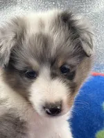 Full AKC Zina M 1, a male Shetland Sheepdog for sale in Cullowhee, NC – 6 of 10
