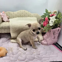 Full AKC Summer Male 1, a male Chihuahua for sale in Cullowhee, NC – 1 of 10