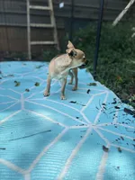Full AKC Summer Male 2, a male Chihuahua for sale in Cullowhee, NC – 5 of 9