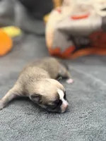 Panda male 2 full AKC , a male Chihuahua for sale in Cullowhee, NC – 9 of 10