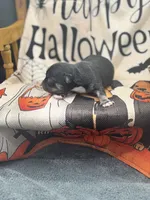 Panda male 1 full AKC , a male Chihuahua for sale in Cullowhee, NC – 2 of 10