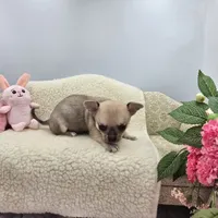 Full AKC Summer Male 1, a male Chihuahua for sale in Cullowhee, NC – 3 of 10