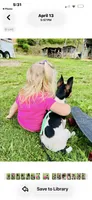 Topanga male full AKC, a male Toy Fox Terrier for sale in Cullowhee, NC – 5 of 10