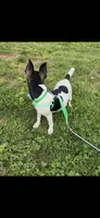 Topanga male full AKC, a male Toy Fox Terrier for sale in Cullowhee, NC – 9 of 10
