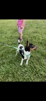 Topanga male full AKC, a male Toy Fox Terrier for sale in Cullowhee, NC – 10 of 10