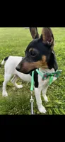 Topanga male full AKC, a male Toy Fox Terrier for sale in Cullowhee, NC – 3 of 10