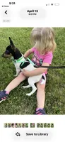 Topanga male full AKC, a male Toy Fox Terrier for sale in Cullowhee, NC – 6 of 10