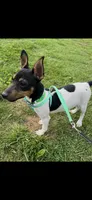 Topanga male full AKC, a male Toy Fox Terrier for sale in Cullowhee, NC – 8 of 10