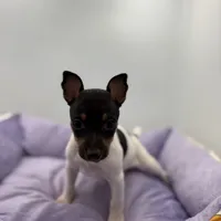 Topanga male full AKC, a male Toy Fox Terrier for sale in Cullowhee, NC – Photo 1 of 10